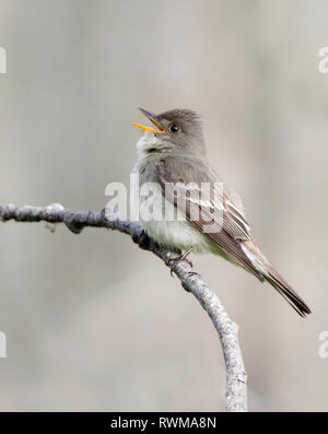 Bois de l'Est Contopus virens Pewee, chantant à partir d'un perchoir à Ekapo Lake, Saskatchewan Banque D'Images