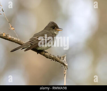 Bois de l'Est Contopus virens Pewee, chantant à partir d'un perchoir à Ekapo Lake, Saskatchewan Banque D'Images