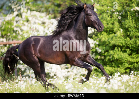 Lusitano. Jeune étalon noir galopant sur un pâturage au printemps. La Suisse Banque D'Images