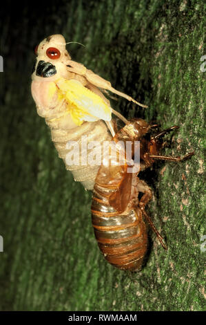 Cigale périodique (Pristimantis sp.) de l'x de la couvée en Virginie du Nord, commence à émerger à partir de cas de nymphes. # 3 dans l'ordre de 8. Banque D'Images