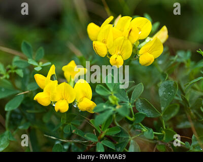 Birdfoot feuilles pennées (Lotus corniculatus) dans le sud-est de la Pennsylvanie à la mi-juillet. Banque D'Images