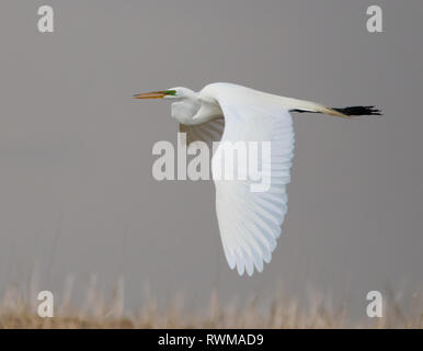 Une Grande Aigrette Ardea alba ( ) en vol près de Morse, Saskatchewan, Canada Banque D'Images