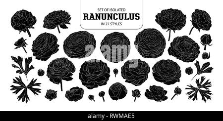 Ensemble de silhouette isolée Ranunculus dans 27 styles. Cute vector illustration fleurs dessinés à la main, en noir et blanc indiquant plan sur fond blanc. Illustration de Vecteur