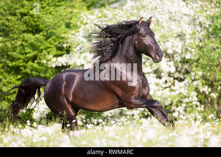 Lusitano. Jeune étalon noir galopant sur un pâturage au printemps. La Suisse Banque D'Images