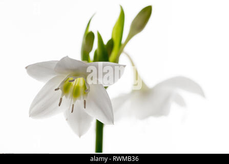 La botanique, l'Eucharis blossom, attention ! Pour Greetingcard-Use Postcard-Use / dans la partie germanophone du pays, certaines restrictions peuvent s'appliquer Banque D'Images