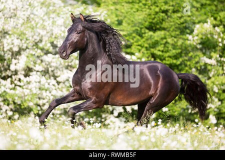 Lusitano. Jeune étalon noir galopant sur un pâturage au printemps. La Suisse Banque D'Images