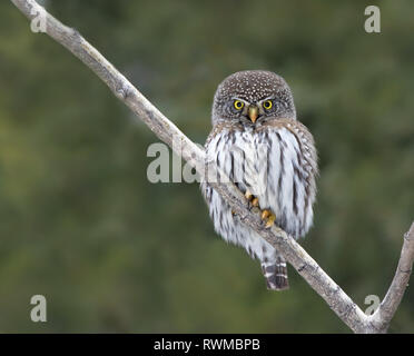 , Chevêchette naine Glaucidium gnoma, perché dans la forêt boréale, au nord-ouest de la Saskatchewan Banque D'Images