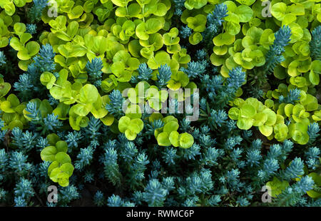 Creeping Jenny (Lysimachia nummularia) et l'épinette bleue orpin (Sedum rupestre) dans jardin dans le centre de Virginia, USA Banque D'Images