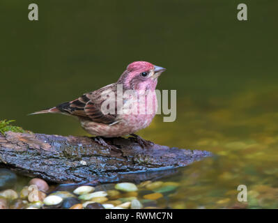 Un mâle Roselin pourpré (Haemorhous purpureus), boissons à partir d'un étang d'arrière-cour à Saskatoon, Saskatchewan Banque D'Images