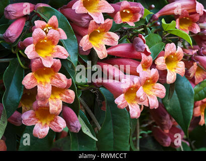 Fleurs de Bignonia capreolata (crossvine), un cépage originaire de la région du sud-est des États-Unis a photographié en Virginie centrale au début du printemps. Banque D'Images