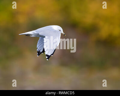 Un ring-billed Gull (Larus delawarensis, vole au-dessus de la rivière Saskatchewan Sud, en automne, à Saskatoon Banque D'Images