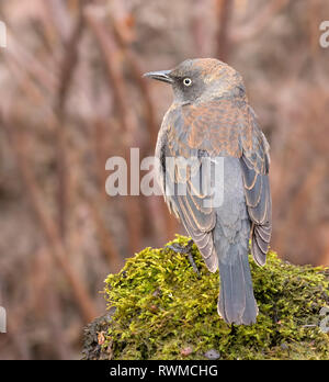 Quiscale rouilleux Euphagus carolinus, , en plumage d'hiver, perché sur un journal moussue à Saskatoon, Saskatchewan Banque D'Images