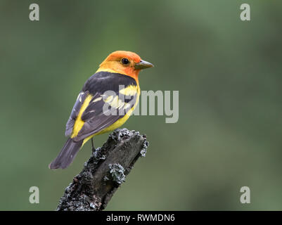 Un mâle Tangara, Piranga ludoviciana, - perché dans les bois au parc interprovincial Cypress Hills, en Saskatchewan. Banque D'Images