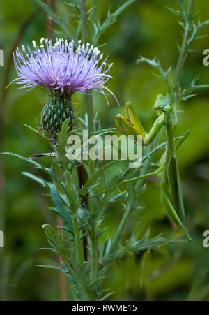 Mantis Mantis religiosa (européenne) perché sur thistle plante et en attente de papillons, abeilles, ou autres insectes nectar à venir assez près pour être sn Banque D'Images