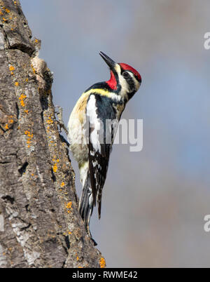 Un mâle Pic maculé, Sphyrapicus varius, à Pike Lake, Saskatchewan Banque D'Images