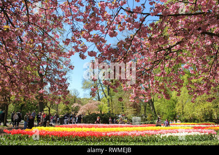 Lisse, Pays-Bas, Hollande - Mai 2016 : Amande des branches d'arbres en fleurs sur fond jaune et rouge magnifiques tulipes. Quelques touristes au printemps Banque D'Images