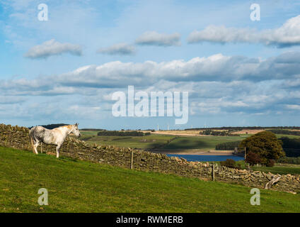 Cheval dans un champ clôturé avec réservoir Derwent en arrière-plan, County Durham, Angleterre Banque D'Images