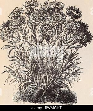 L'Ely catalogue de graines de fleurs Ely's catalogue de graines de fleurs1894elyscatalogoff zdef Année : 1894 12 Z. Deforest Ely & Co. MARGARET CARNATIO:j. CARNATION. HhP. Il est très fascinant travail de croître Carna- tions à partir de graines, surtout si vous êtes certain que la semence est bonne et il produit de petites fleurs, comme c'est le cas de la nôtre, qui est importé de la plus pure et plus belles collections cultivées en Europe, et donnera une grande proportion de fines fleurs doubles. Semer les graines en avril ou mai, de préférence sous verre, dans un sol composé de lumière sable limoneux et feuille-moule. Si tendance avec soin, les p Banque D'Images