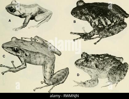L'Eleutherodactylus de la forêt amazonienne l'Amazonie de l'Eleutherodactylus de pentes des Andes équatoriennes (Anura : amphibien) eleutherodactylu00lync Année : 1980 ELEUTHERODACTYLUS DES ANDES ÉQUATORIENNES 13 Banque D'Images