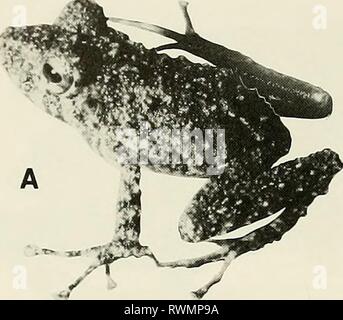L'Eleutherodactylus de la forêt amazonienne l'Amazonie de l'Eleutherodactylus de pentes des Andes équatoriennes (Anura : amphibien) eleutherodactylu00lync Année : 1980 16 DIVERS PUBLICATION MUSÉE D'HISTOIRE NATURELLE Banque D'Images