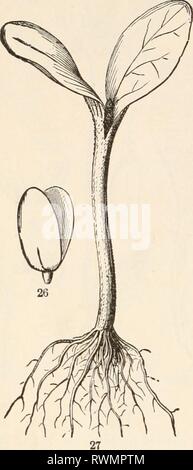 Les éléments de botanique pour les éléments de botanique pour les débutants et les écoles pour grayuoft elementsofbotany00Année : [1887] 18 plants. [L'article 3. sur la surface du sol, la télévision mais restant dans les cotylédons épais, et l'apport de nourriture pour la croissance de la racine ci-dessous et la plumule ci-dessus. Dans son proche parent, le pois (Fig. 34, 35 ;), cette utilisation des cotylédons Banque D'Images