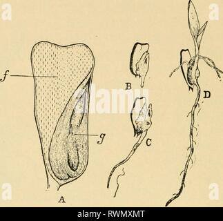 Éléments de l'agriculture, pour utiliser des éléments de l'agriculture, à utiliser dans les écoles elementsofagricu00mcbr Année : 1901 36 ÉLÉMENTS D'AGRICULTUEE la nourriture pour le jeune plant n'est pas alwaj^s stockées dans les feuilles qu'il est dans le bean, mais souvent entoure la 3'oung plante, comme dans le maïs de semence, comme montré dans Fig. 2. Fig. 2.-grain de maïs montrant stades de la germination : A, section de mûre graine ; / élargie, des semences, de la partie qui nourrit le jeune plant ; [/, les germes de graines. B, montrant seed vient germé ; C, montrant sprout- tion plus avancée. I), montrant encore plus avancée de germination ; Banque D'Images