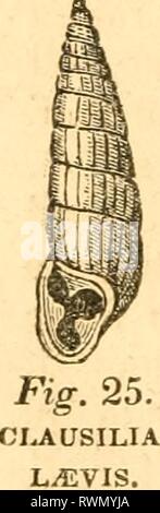 Éléments de conchyliologie conchyliologie élaboré les éléments d'/ préparé pour l'utilisation d'écoles et collèges elementsofconcho Année : 1844 wild west00Fig. 23. BULIMUS. Banque D'Images