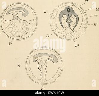 Les éléments d'embryologie (1889) Les éléments d'embryologie humaine elementsofembryo fostuoft Année : 188900PRÉLIMINAIRE 32 COMPTE. [Chap. brane(a)est-amniotiques^,correct et la cavité à l'intérieur, c'est-à-dire entre elle et l'embryon, est l'empreinte de l'amnios contenant la liqueur amnii. L'allantoïde est omises pour des raisons de sim- plicity. On voit que l'amnios une forme désormais dans toutes les direc- tions de la résiliation de la Somatopleure et ectoblaste ; les parties périphériques . de la Somatopleure et ectoblaste, aux membres de l'extérieur ou de l'ordre décroissant les plis af dans G, D, F, G ayant été coupé à la dérive, et maintenant la formation d'une indépendance Banque D'Images