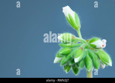 Les boutons de fleurs (géraniums) prêt à ouvrir blanc et rose Banque D'Images