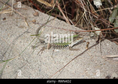 L'Italien lézard des murailles (Podarcis sicula) à Orosei, Sardaigne, Italie Banque D'Images