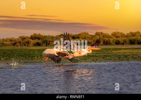 Les pélicans au coucher du soleil, décoller avec un splash de l'eau dans le Delta du Danube Banque D'Images
