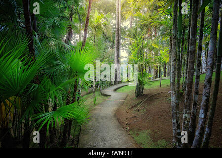 Fort-de-France, Martinique - 15 janvier 2018 : le jardin de Balata. Le Balata est un jardin botanique situé sur la Route de Balata environ 10 km Banque D'Images