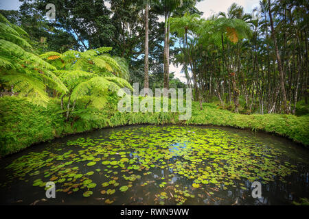 Fort-de-France, Martinique - 15 janvier 2018 : le jardin de Balata. Le Balata est un jardin botanique situé sur la Route de Balata environ 10 km Banque D'Images