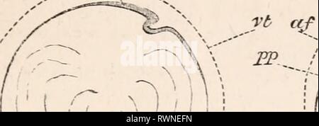 Les éléments d'embryologie (1874) Les éléments d'embryologie humaine elementsofembryo01fost Année : 1874 II.] la tête double. 29 Fig. 8. Banque D'Images