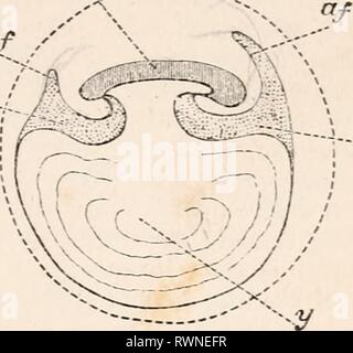 Les éléments d'embryologie (1874) Les éléments d'embryologie humaine elementsofembryo01fost Année : 1874 --y -rKP C *J B Banque D'Images