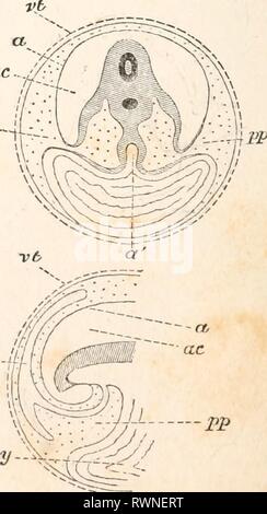 Les éléments d'embryologie (1874) Les éléments d'embryologie humaine elementsofembryo01fost Année : 1874 - j ?p JBP AC-4U-J al-.-'&Lt ; J K Banque D'Images