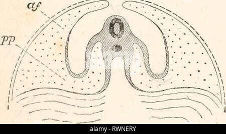 Les éléments d'embryologie (1874) Les éléments d'embryologie humaine elementsofembryo01fost Année : 1874 II F G al-i : Banque D'Images