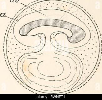 Les éléments d'embryologie (1874) Les éléments d'embryologie humaine elementsofembryo01fost Année : 1874 ap II F Banque D'Images