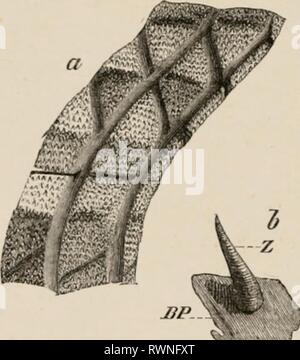 Éléments de l'anatomie comparative des éléments de l'anatomie comparée des vertébrés elementsofcompar00wied Année : 1886 B. squelette. I. Le squelette squelette dermique dermique, le jiliylogenotically;est de plus, est mieux pris en compte avant l'endosquelette. Son âge relatif est montré un Banque D'Images