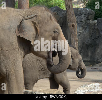 Les éléphants au zoo de Taronga à Sydney NSW Banque D'Images