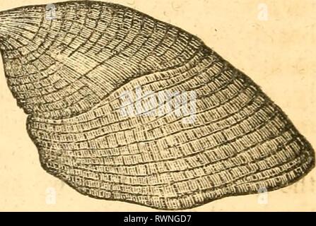 Éléments de conchyliologie conchyliologie élaboré les éléments d'/ préparé pour l'utilisation d'écoles et collèges elementsofconcho Année : 1844 wild west00Fi^. 72.-HIPPONYX. Banque D'Images