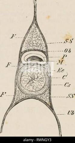 Éléments de l'anatomie comparative des éléments de l'anatomie comparée des vertébrés elementsofcompar00wied Année : 1886 ANATo COMPARATIF.MV. des traces de l'ettebral et arches. C'est le deuxième stade cartilagineux ou de la colonne vertébrale, et maintenant l'ossification peut se produire (stade osseux). Les parties du tissu fibreux qui ne sont pas regroupées de cette manière donner lieu à certains des ligaments de la colonne vertébrale. Au cours de ces différenciations de l'skeletogenous les tissus, la notochorde subit un sort très différents dans les diverses Vertebrate j' Fie.. 20. - TRA'-vr.j:sr, S Banque D'Images