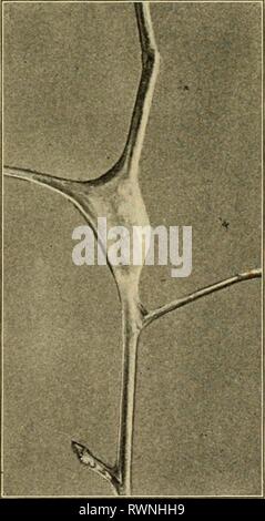 Entomologie élémentaire (1912) elementaryento entomologie élémentaire00sand Année : 1912 FlG. 72. La masse des oeufs de la livrée (photographie de Weed) heres et qui les protège des variations d'humidité et de température. Histoire de la vie (Malacosoma americana). Remplir le méta- morphosis. Avec l'éclatement de l'bourgeons des feuilles au début du printemps, l'extrémité des branches de cerisiers sauvages et apple sont ornées par les petits, tentlike nappes de la livrée. Habituellement le web est formé sur une petite fourche, ce qui lui donne la forme de tente, et aussi à l'extérieur sur le rameau sera trouvé e Banque D'Images