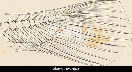 Éléments de l'anatomie comparative des éléments de l'anatomie comparée des vertébrés elementsofcompar00wied Année : 1886 FIG. 29.'-QUEUE DE Protopterus. thoracique, et une très courte nageoire caudale. Dans Anura, aucune région lombaire peut être reconnue, et la partie caudale est modifié pour former un ' ' urostyle (voir p. 42). La notochorde d'Urodèle Iarva3, comme celle de la plupart des poissons, subit les contraintes vertébrales, tout en intervertebrally il pousse plus épaisse, et par conséquent apparaît élargi. Ainsi les vertèbres ici FIG. 30. -La Queue ou Lcpidostcus. sont également suis phic deux-points. Plus tard, des masses intervertébraux location Banque D'Images