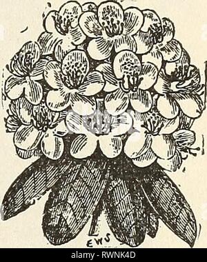 Ellwanger et Barry & Ellwanger du catalogue général catalogue général de Barry : Mount Hope forestières ellwangerbarrysg1890moun Année : 1890 CATALOGUE GENEBAL. 69 LA CLASSE III.-arbustes à feuilles persistantes. Andromède. floribiinda. D. Dwarf, fleurs blanc pur en grande abondance ; nécessite même traitement que le rhododendron. 1,50 $. Buxus (fort). Les espèces et variétés de l'arbre de dialogue sont belle pelouse d'arbustes ou de petits arbres, bien adaptée aux petits lieux. Ils s'épanouissent mieux lorsque partiellement ombragée. Dans ce climat qu'ils ont besoin de protection. sempervirens. Arbre généalogique commun fort. D. 35 c. var. argentea. Rayé argent-leaved B Banque D'Images