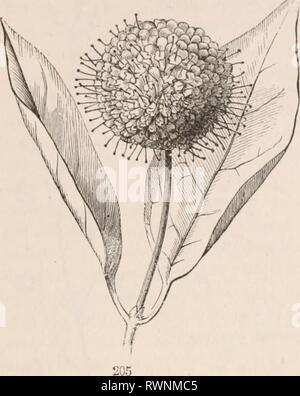 Les éléments de botanique pour les éléments de botanique pour les débutants et les écoles pour elementsofbotany00gray Année : 1887 l'article 8.] INFLORESCENCE. Treuil 75 sessiles arc sur une très courte ou un réceptacle de l'axe, comme dans le bouton-ball, Buttou-busli (Fig. 205), et le trèfle rouge. C'est juste une wlial serait spike Banque D'Images