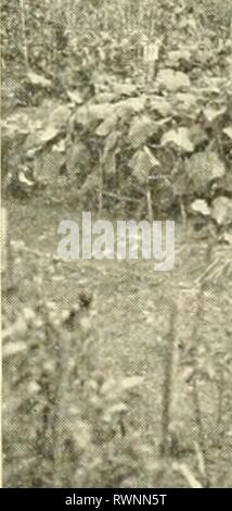 Éléments de l'agriculture philippine (1908) Banque D'Images