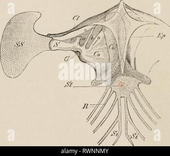 Éléments de l'anatomie comparative des éléments de l'anatomie comparée des vertébrés elementsofcompar00wied Année : 1886 FIG. 38.-La partie ventrale DE LA NAGEOIRE PECTORALE ARC DE Rana St, osseux, et d'un'n, sternum cartilagineux (xipliistemum) ; S, de l'omoplate ; KC, carti- laginous partie entre celles-ci et la clavicule (Cl) ; CO, CO1, coracoïde ; epicoracoid ; m, ligne de jonction K-twpen epicoracoids ; les deux fl, cavité glénoïde de l'humérus ; Fe, fenestra entre la clavicule et l'Apophyse coracoïde ; Ep, omosternum. FIG. 39.-STKIINUM PECTORALES ARCH ET D'UN GECKO (Hemidactylus verrucosus). &Gt;SV, le sternum ; 7 ?, ri Banque D'Images