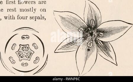 Les éléments de botanique pour les éléments de botanique pour les débutants et les écoles pour elementsofbotany00gray Année : 1887 225 Fig. 224. Fleur d'une Crassula. 225. Plan du rez-de-diagramme ou de même. Fig. 226. Fleur d'une de ses parties ; Trillium par trois. Fig. 227. Diagramme du Fleur de Trillium. Dans ce domaine, comme dans tous ces diagrammes de contre- partie de fleurs, les parties du cercle extérieur représente le calice ; la prochaine, co- rolla ; à l'intérieur, les étamines (ici en deux cercles de trois chacune, et la section est par les anthères) ; au centre, la section de trois ovaires rejoint en un composé l'un des trois cel Banque D'Images
