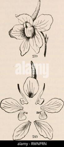 Les éléments de botanique pour les éléments de botanique pour les débutants et les écoles pour elementsofbotany00gray Année : 1887 l'article 8.] MODIFICATIONS DU TYPE. 87 au-delà de symétriques, Calice, de la corolle et les étamines ; peut-être et probablement pas de fleurs sont très irrégulières] symmetrica. 253. Fleurs irrégulières et non-symétriques peuvent donc être illus- Banque D'Images